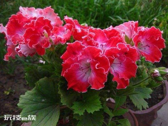 天竺葵哪个品种最勤花(天竺葵什么品种好养又勤花)-图片5